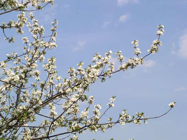 Tart Cherry blossoms