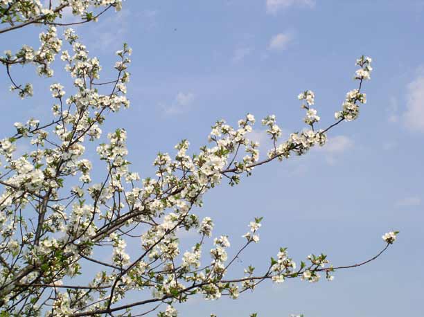 Tart Cherry blossoms