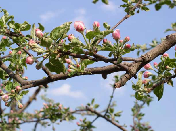 Apple blossom close up