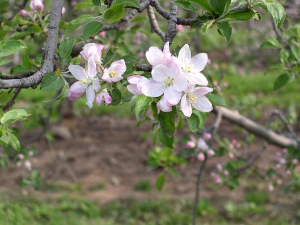 Apple blossoms