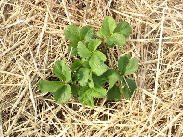 Strawberry Plant