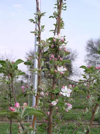 Pink Lady apple blossoms