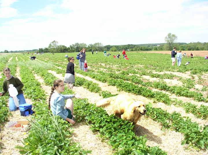 strawberry field