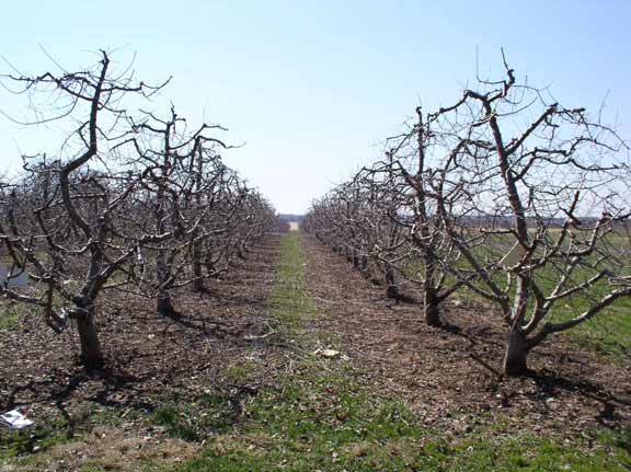 The apple orchard pruned.