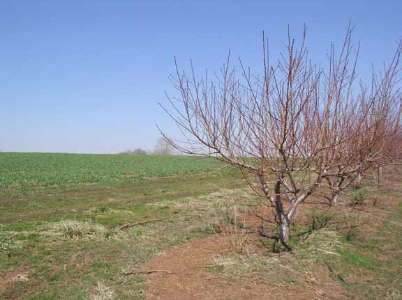 Peach trees in the Spring.