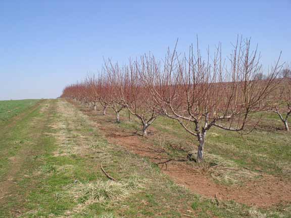 The peach orchard