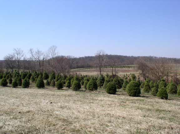 View of the Christmas trees