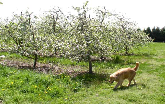 Apple Blossoms