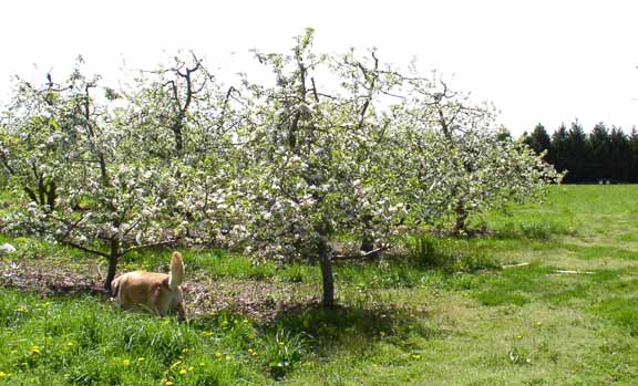 Apple Blossoms