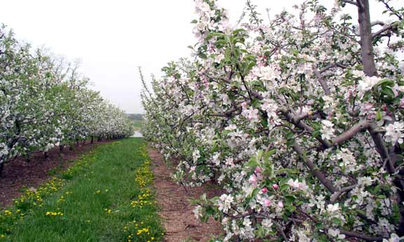 Apple blossoms
