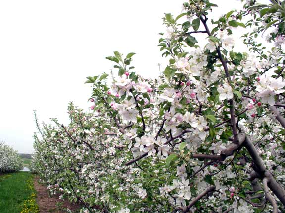 Apple blossoms