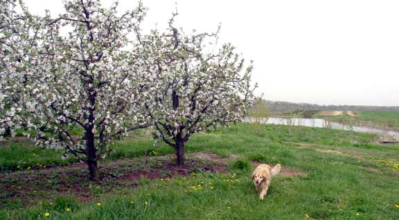 Apple blossoms