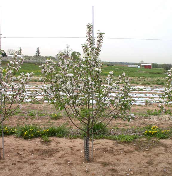 Apple blossoms