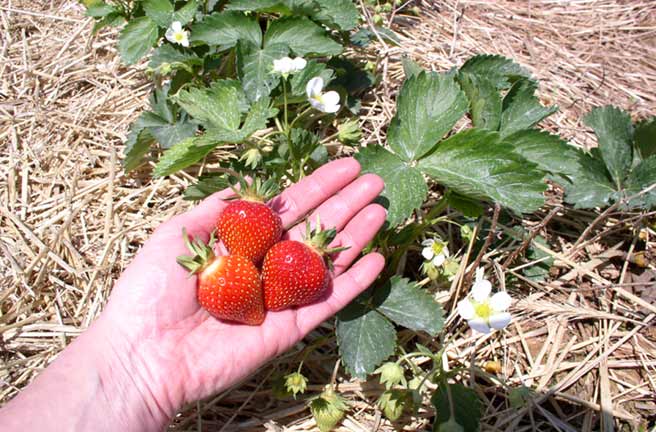 Strawberries and Blossoms