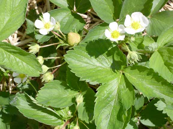 Strawberry Blossoms