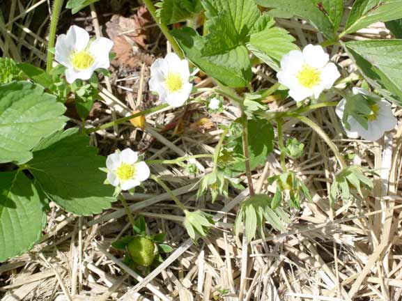 Strawberry Blossoms