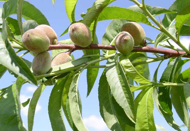 Young Peaches