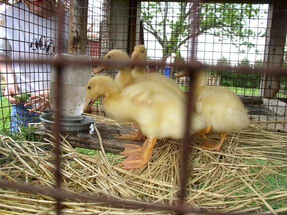 Duckings