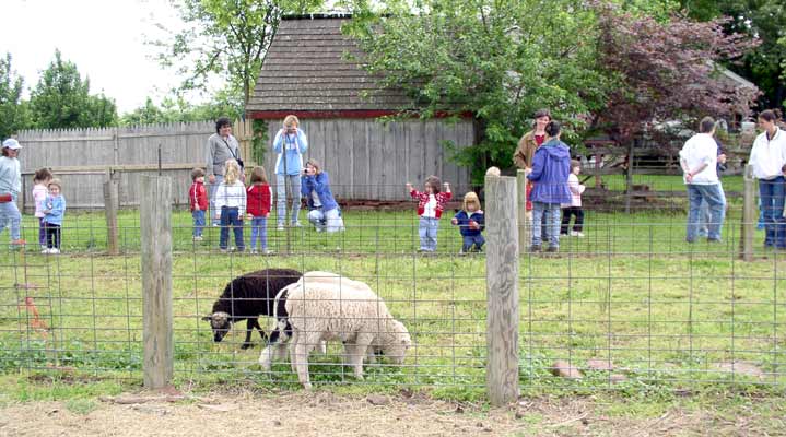 Sheep Tour