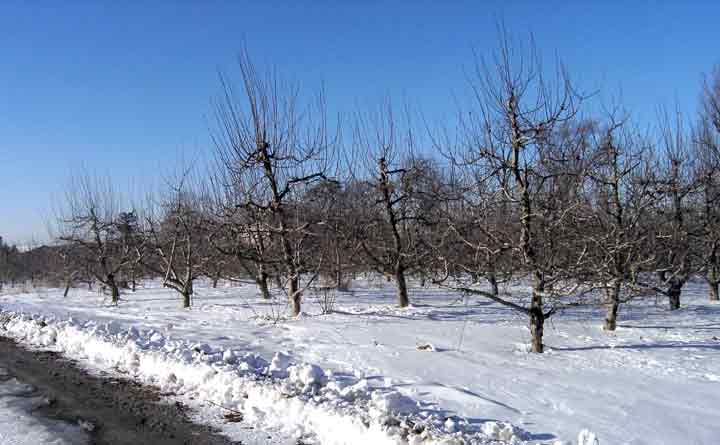 Snow on the apple trees.