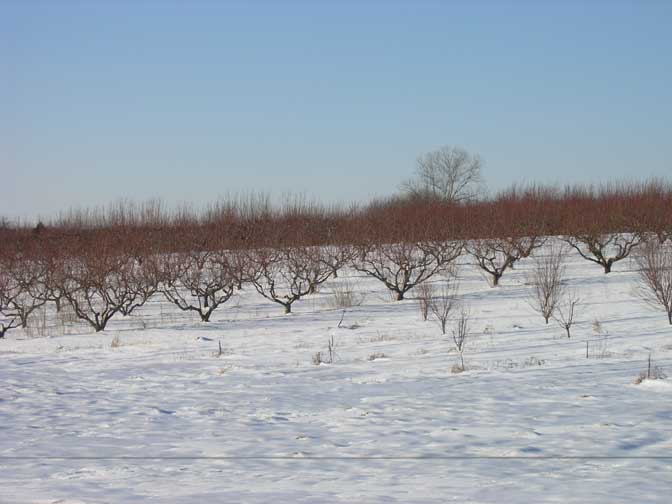 Snow covers the peach orchard.