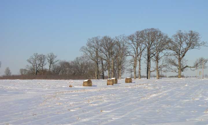 Snow in the grove of old oak trees.