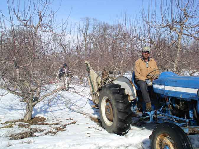 Pruning Apples Trees