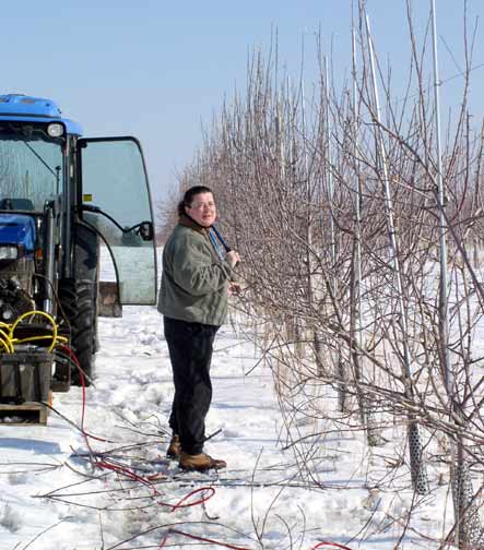 Cathy Pruning Apples Trees