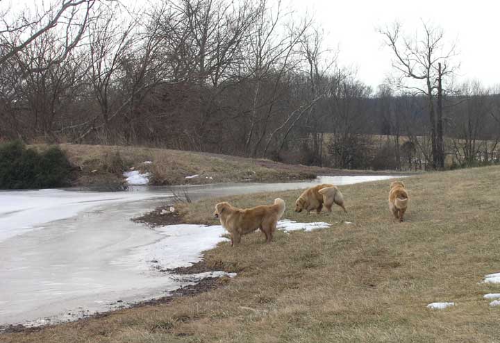 Three dogs