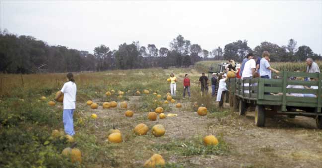 At the pumpkin field