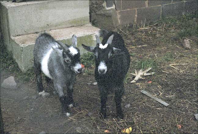 The 2 little goats.