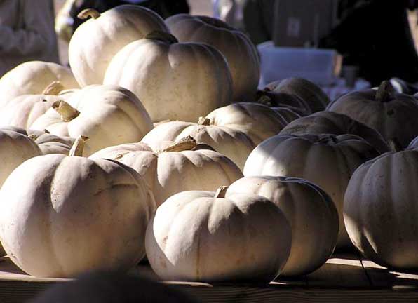 White pumpkins