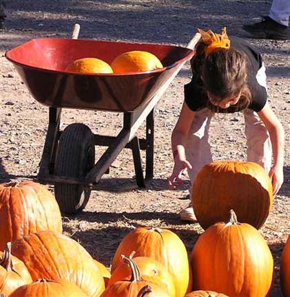 Finding your pumpkin