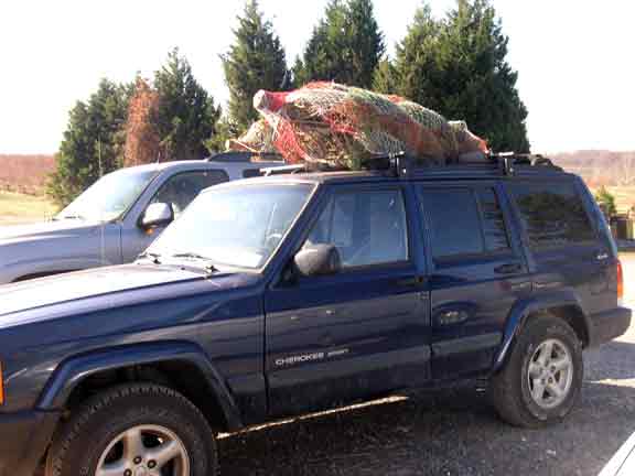 Christmas trees on cars.