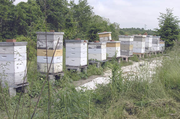 Bee hives