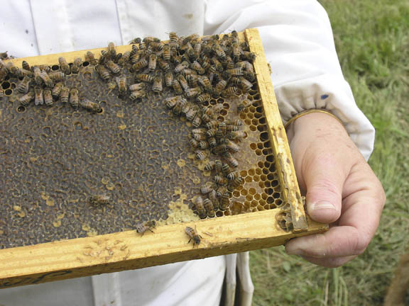 Bee close up