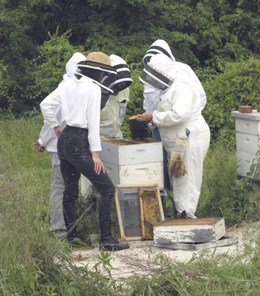 Bee Group 1