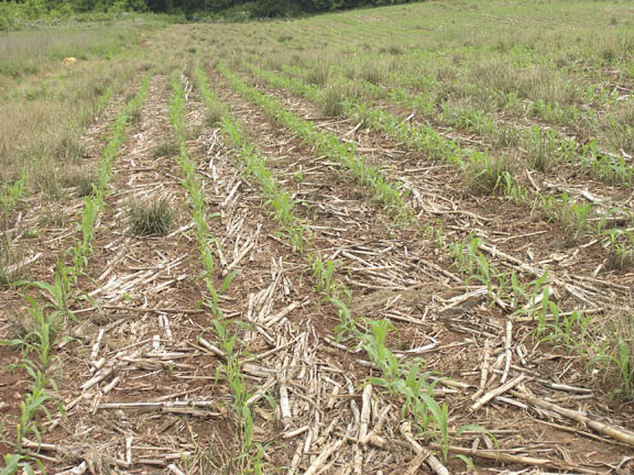 Sweet Corn field