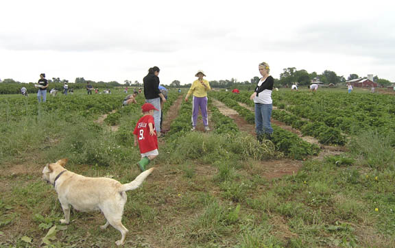 Strawberry pickers