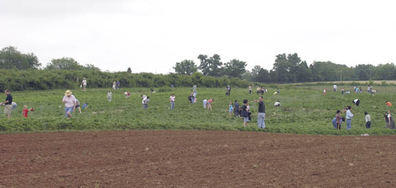 Strawberry pickers