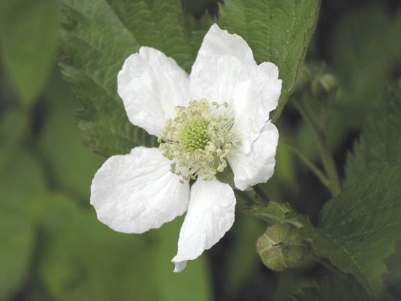 Thornless Blackberry blossom