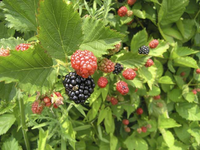 blackberries