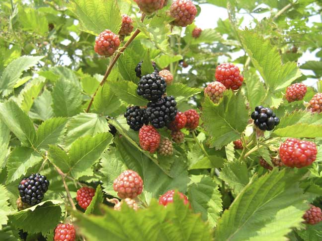 blackberries