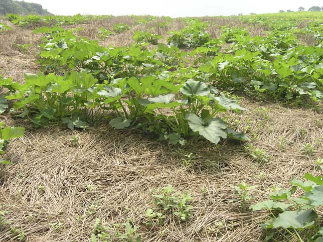 Growing pumpkin plants