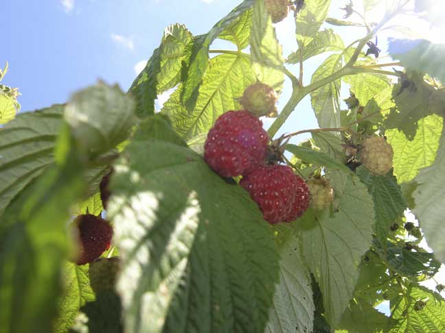 Red raspberries