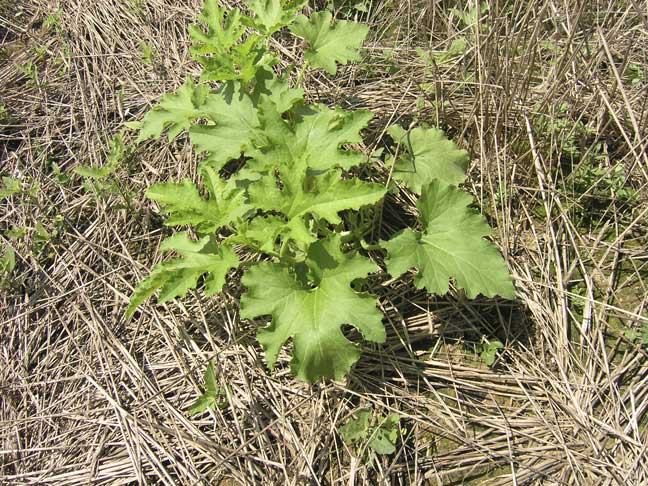 Medium pumpkin plant