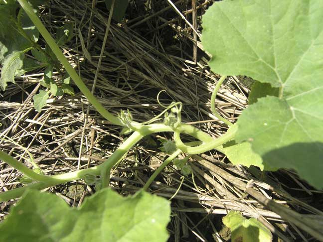 pumpkin plant twirl