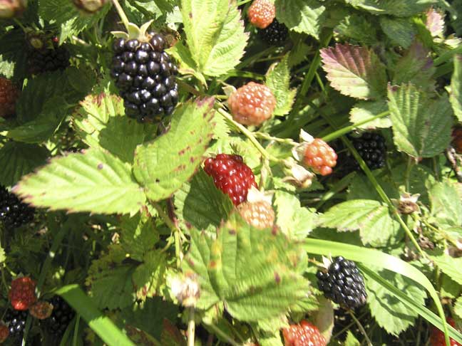 Blackberries