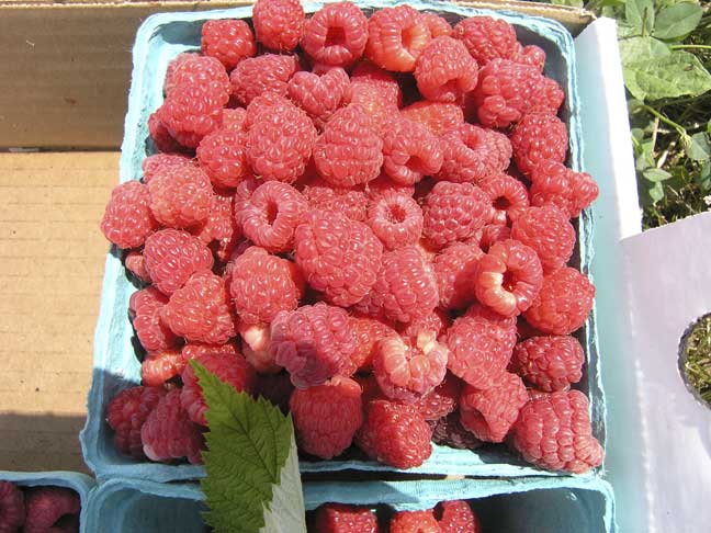 red raspberries