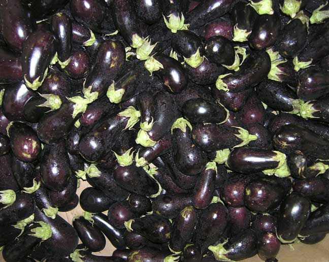 Eggplant